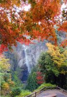 福貴野の滝紅葉を展望台から撮影1
